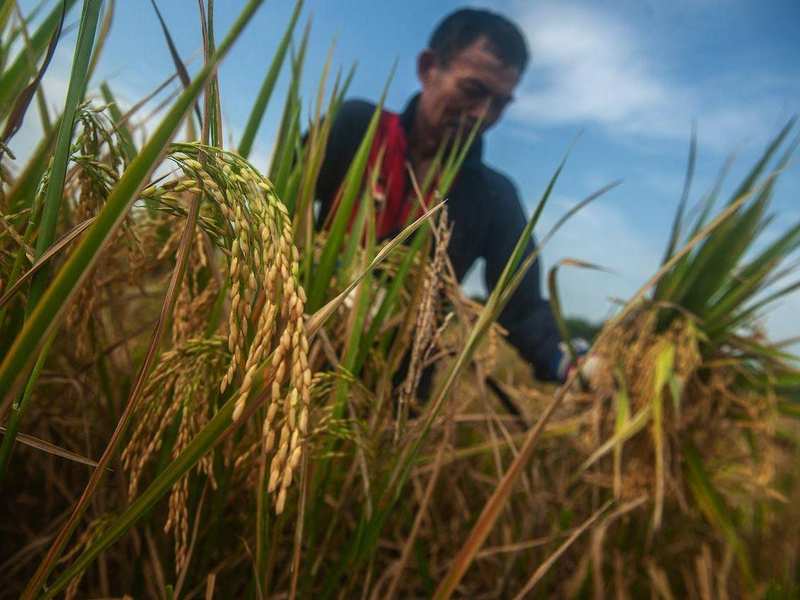  全球化肥供应危机揭秘：资源博弈下的粮食安全保障策略 新闻 全球化肥供应危机揭秘：资源博弈下的粮食安全保障策略 新闻 全球化肥供应危机揭秘：资源博弈下的粮食安全保障策略 新闻