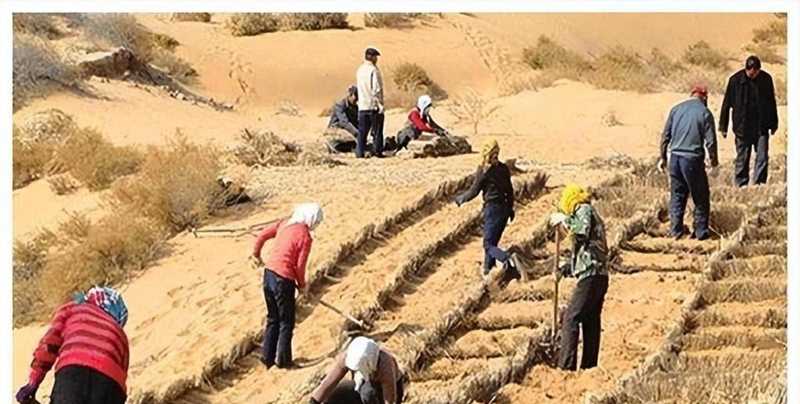  毛乌素沙地治理技术体系：数据驱动的荒漠化逆转实践 新闻 毛乌素沙地治理技术体系：数据驱动的荒漠化逆转实践 新闻