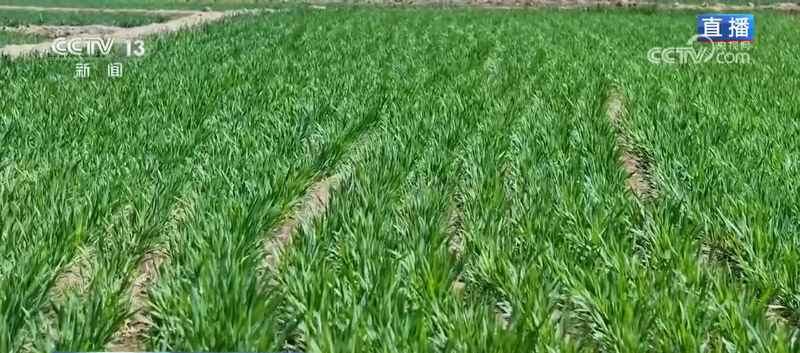 黄河谷地冬小麦拔节期技术解码:循化县农业科技应用深度剖析 新闻