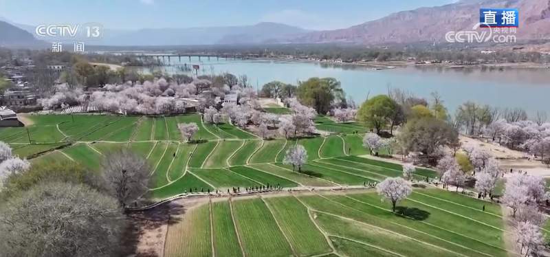 黄河谷地冬小麦拔节期技术解码:循化县农业科技应用深度剖析 新闻